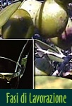 Le Fasi di Lavorazione dell'Olio